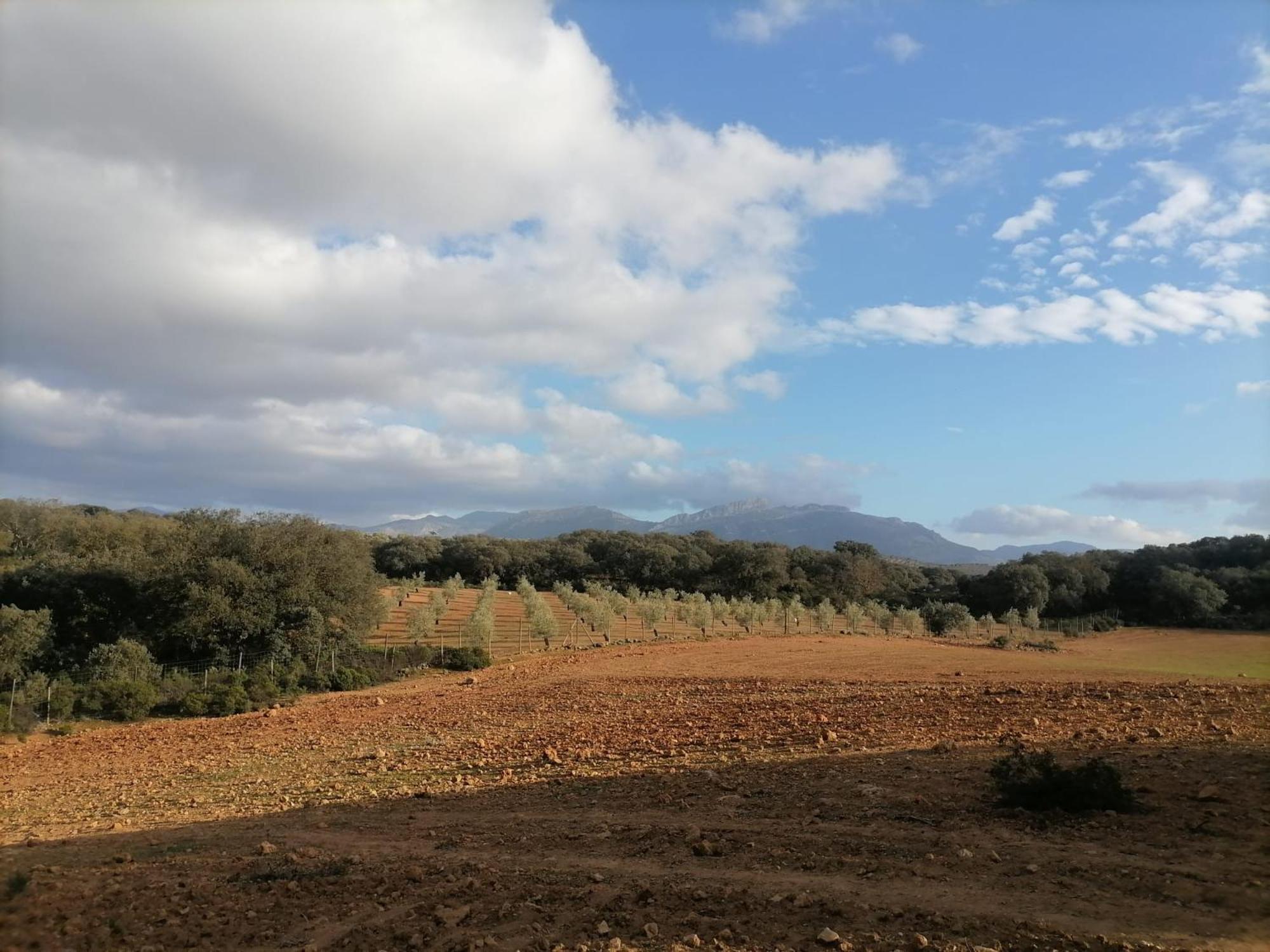 Casa Rural El Contarin - An Andalusian Escape, Archidona, Malaga ภายนอก รูปภาพ